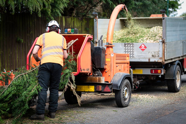 Tree Removal for Businesses in Robersonville, NC